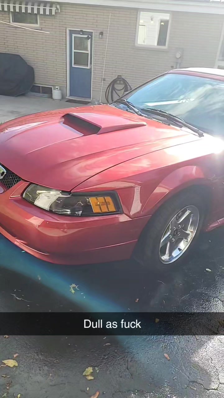2004 Ford Mustang — Paint Correction + Rock-Chip Repair — Dull paint before correction